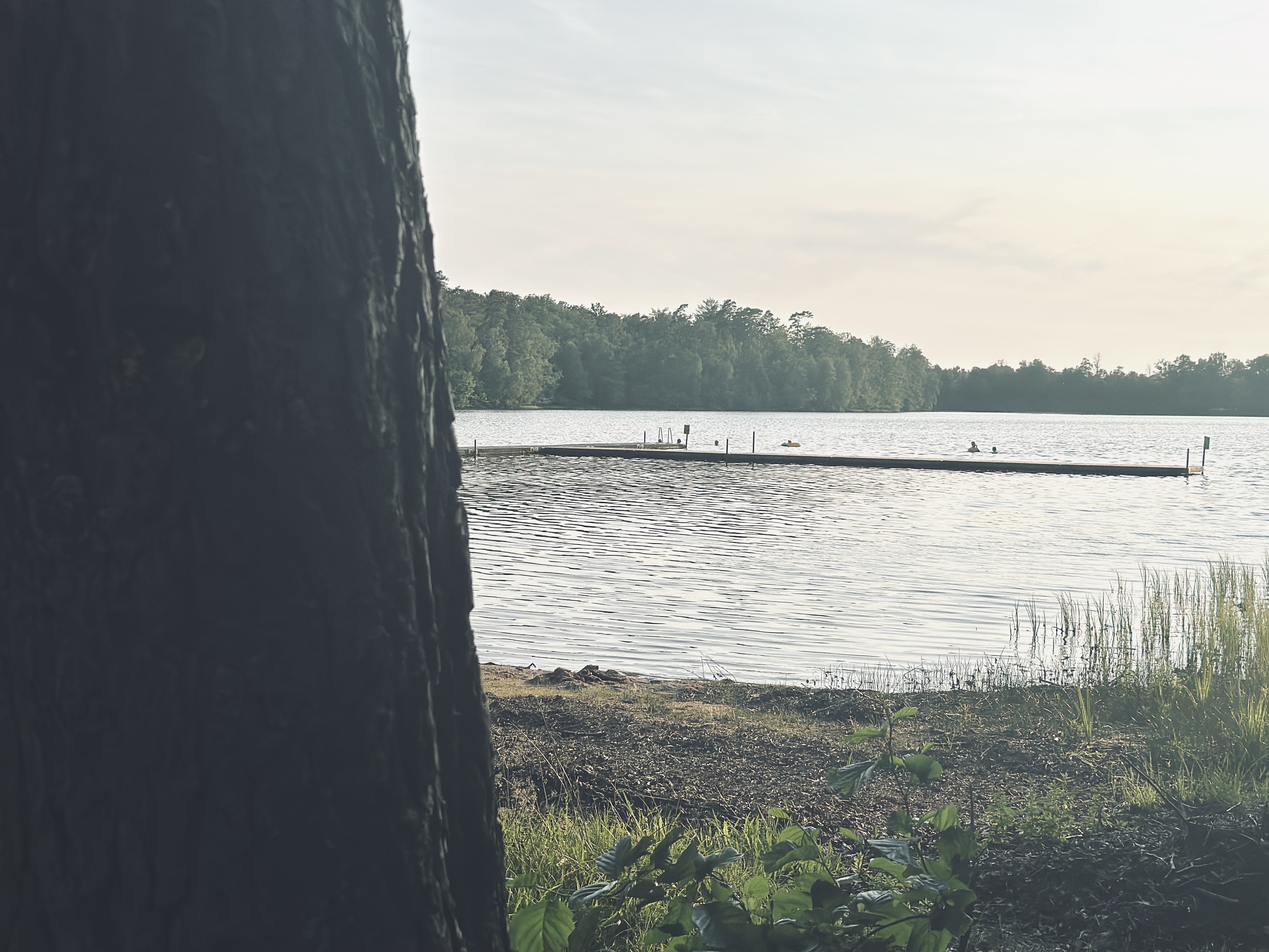 Humlesjön med badbrygga och skog längs stranden